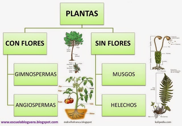 Después de que ha dejado a fumar el foro
